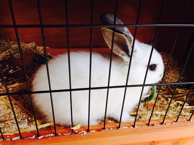 Unusual pets, just a rabbit
