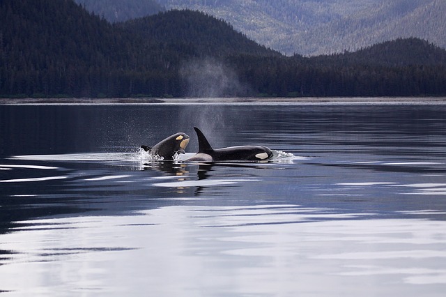 Killer Whales: 9 Places to See Killer Whales in the Wild