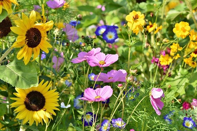How to Create a Beautiful Flower Bed That Blooms from Spring to Fall