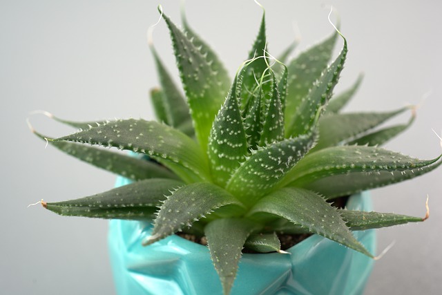 Why is it so popular to grow flowers these days?